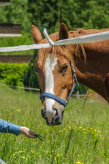 Obraz premium Well-groomed brown horse grazes in a wide green meadow on the outskirts of the small resort village of Champery in Switzerland. The tourist wants to give the animal a treat