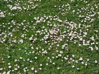 Obraz na płótnie Canvas English daisies in lawn