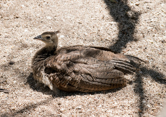 this is a side view of a peacock chick