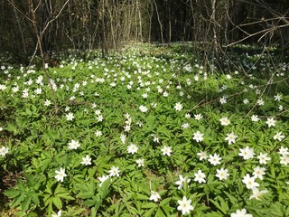White anemone flowers in the russian forest Saint-Petersburg