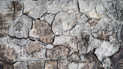 Gray dry cracked wood texture. Bark of a tree that cracked from moisture or dry. Texture of old cracked bark. Background