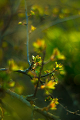 Beautiful nature flower photo spring and summer