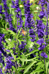 Lavender and butterfly in French Alps, France.