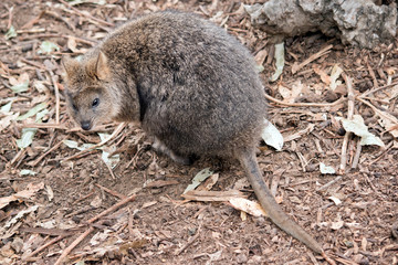 this is a quokka a small marsupial