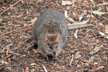 this is a  small marsupial called a quokka