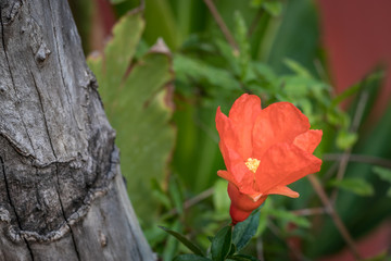 Bright orange color flower from the pomogranate tree