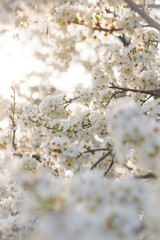 cherry tree in bloom
