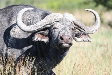 Wild dirty bull of an African Buffalo looks at the camera.