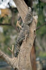 the Rosenberg monitor is climbing down the tree