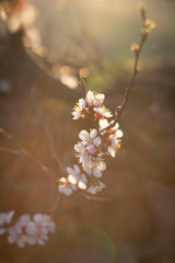 cherry blossom in spring
