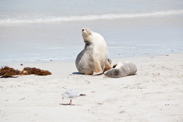 this is a female sea lion and her pup  at Seal Bay