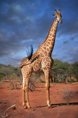 Giraffe on the African savanna with storm clouds gathering.