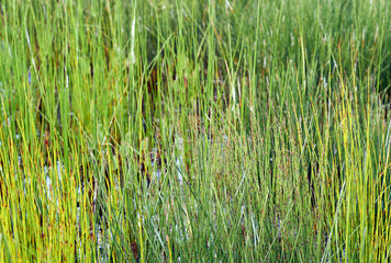 A background flora image - different swamp grasses and reeds of many vibrant greens, growing in coastal wetland - with the focus on the foreground; a valuable natural graphic resource photograph.