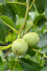 Green walnuts on a tree branch