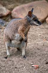 The tammar wallaby, also known as the dama wallaby or darma wallaby, is a small macropod native to South and Western Australia