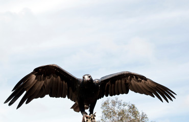 the wedge tail eagle is flapping his wings for balance