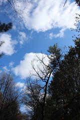 Fototapeta na wymiar sky and trees