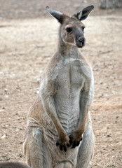 Naklejka na ściany i meble this is a male western grey kangaroo