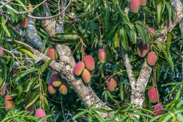 beautiful mango tree full of mangoes