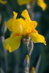 Fototapeta premium yellow flower