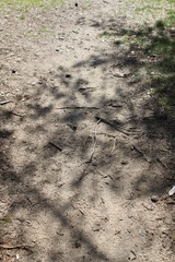 dirt road in the forest