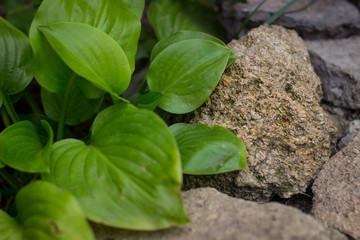 plant in the ground