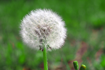 dandelion on a green lawn, seeds spread, allergy fluff