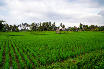 Fototapeta na wymiar Rice terraces are one of the most popular natural attractions in Bali