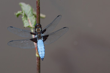 Beautiful blue dragonfly in the nature habitat. Macro shots, showing of eyes dragonfly and wings detail.