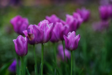 purple tulips in the garden