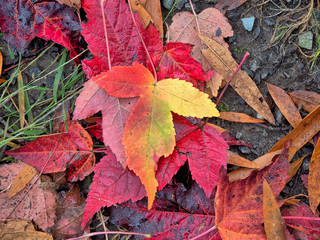 Autumn leaves in forest