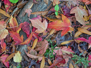 Autumn leaves in forest