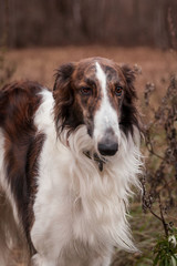 Portrait of a large dog of the Russian Greyhound breed.