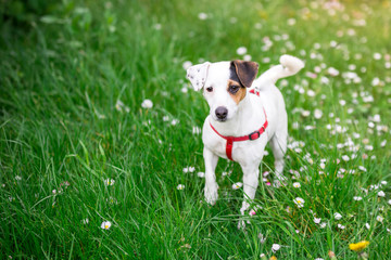 Pies na spacerze. Jack russel terier w trawie © nitka_zaplatana