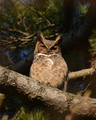 Great Horned Owl