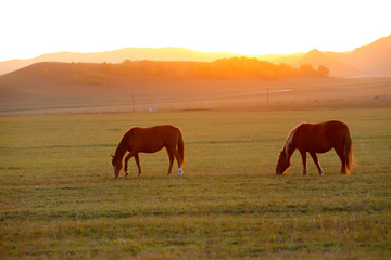 Many horses graze on the hillside in autumn