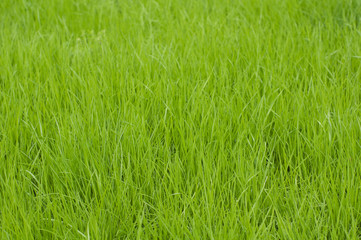 Fresh green grass background in fields