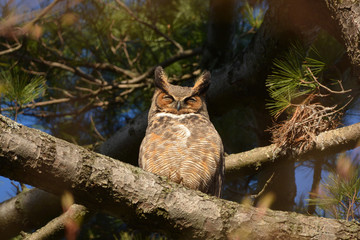 Great Horned Owl