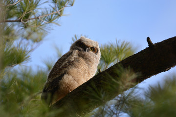 Baby Great Horned Owlet