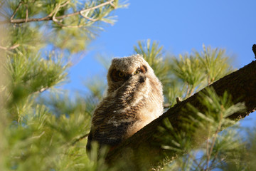 Baby Great Horned Owl
