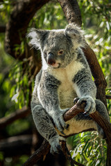 Close-up Of Koala Sitting On Tree