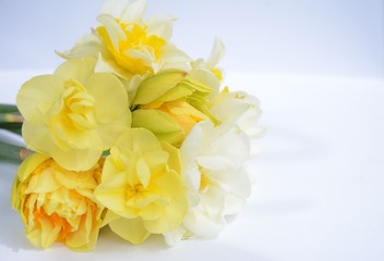 Beautiful bouquet of white and yellow terry daffodils closeup on a white background