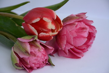 Three lush peony tulips on a light background
