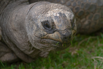 
head of a large old turtle