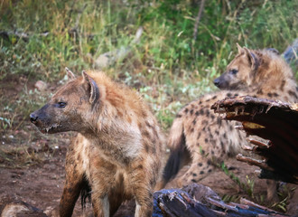 Wild African hyenas guarding a kill in the savanna.