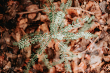creciendo en la naturaleza