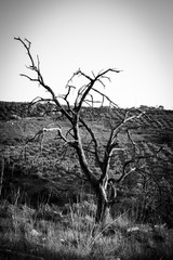 lonely dry tree in the field, black and white image ,dead tree in the desert,