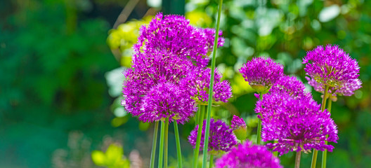 Obraz premium Colorful flowers in a bright lush garden in sunlight in spring