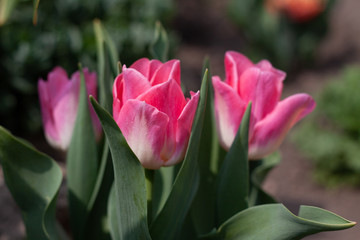 A group of several pink tulips in the flowerbed 