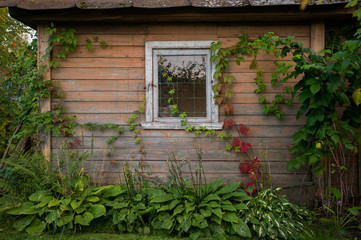 Old wooden rustic house. Shabby small house with green leaves